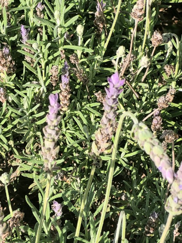 Lavendula angustifolia 